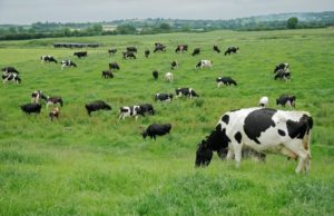 PODRÍA MÉXICO PRODUCIR 100% MÁS LECHE EN 5 AÑOS, SI EL GOBIERNO BRINDA APOYO