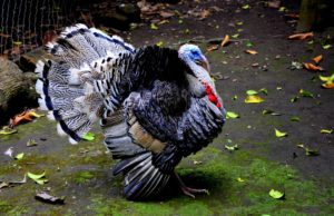 Registra México alto déficit en carne de pavo, pese a bajo consumo per cápita
