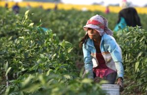ESTÁ ASOCIADO EL TRABAJO INFANTIL A LA POBREZA EN LOS ESTADOS DEL PAÍS: STYPS