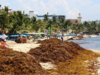 Tarea delicada, recoger sargazo con maquinaria: se lleva la arena, afecta las playas