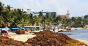Tarea delicada, recoger sargazo con maquinaria: se lleva la arena, afecta las playas