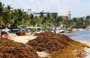 Tarea delicada, recoger sargazo con maquinaria: se lleva la arena, afecta las playas