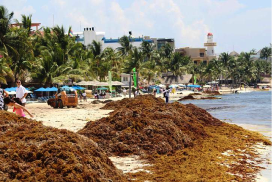 Tarea delicada, recoger sargazo con maquinaria: se lleva la arena, afecta las playas