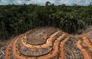 Una Especie Desaparece del Planeta Cada Quince Minutos: Experto