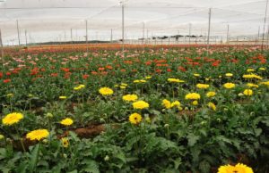 Quedará Prohibido a Partir de Mañana el Uso de 35 Tipos de Insecticidas; Incluyendo el DDT