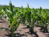 Producción agrícola y de alimentos acuáticos se expandirá 13% en diez años