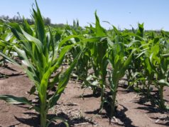 Producción agrícola y de alimentos acuáticos se expandirá 13% en diez años