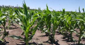 Producción agrícola y de alimentos acuáticos se expandirá 13% en diez años