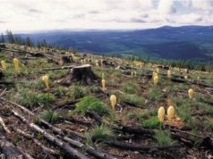 Rebasados, siete de nueve límites de daños a la naturaleza; urge salvar la Tierra