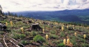 Rebasados, siete de nueve límites de daños a la naturaleza; urge salvar la Tierra