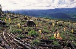 Devastan Bosques en Región de los Volcanes; GEM: Omiso e Indiferente