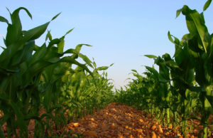 Protege Juez Federal a Monsanto; Otorga Amparo Contra Decreto Presidencial