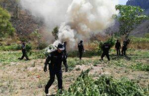 Golpe de 43 Mil Millones de Pesos a Finanzas de Crimen, por Decomisos de Droga
