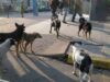 Estrategia enajenadora: fomentar excesivo amor a los animales – Cartas a la redacción de “El Espectador”