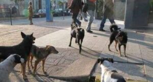 Estrategia enajenadora: fomentar excesivo amor a los animales – Cartas a la redacción de “El Espectador”
