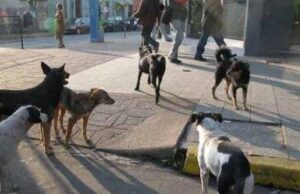 Excesiva Población de Perros que Deambulan por las Calles del Estado de México