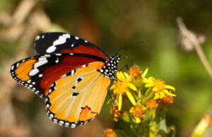 Peligra la Mariposa Monarca por Insecticidas y Climas en su Ruta