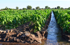 Respalda UAEMéx actividades económicas agropecuarias en el sur mexiquense
