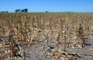 Poca Superficie de Cultivo Dispone de Riego, lo cual Representa Una Fragilidad