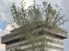 Siete organizaciones delictivas locales usan membretes sindicales o de organizaciones civiles