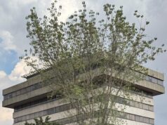 Siete organizaciones delictivas locales usan membretes sindicales o de organizaciones civiles
