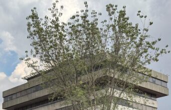 Siete organizaciones delictivas locales usan membretes sindicales o de organizaciones civiles