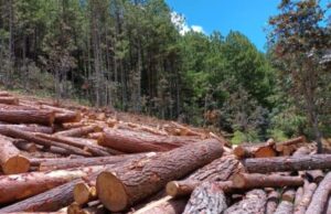 Urge combatir a fondo la tala ilegal e irracional de bosques