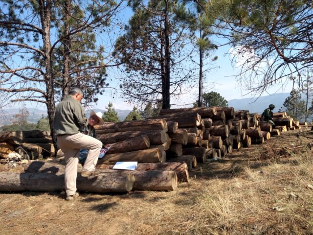 BOSQUE TALADO