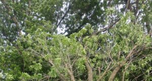Excesiva humedad, raíces poco profundas y fuertes vientos, tumban árboles en Edoméx