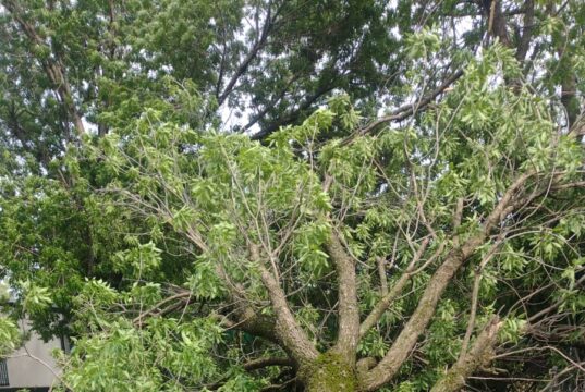 Excesiva humedad, raíces poco profundas y fuertes vientos, tumban árboles en Edoméx
