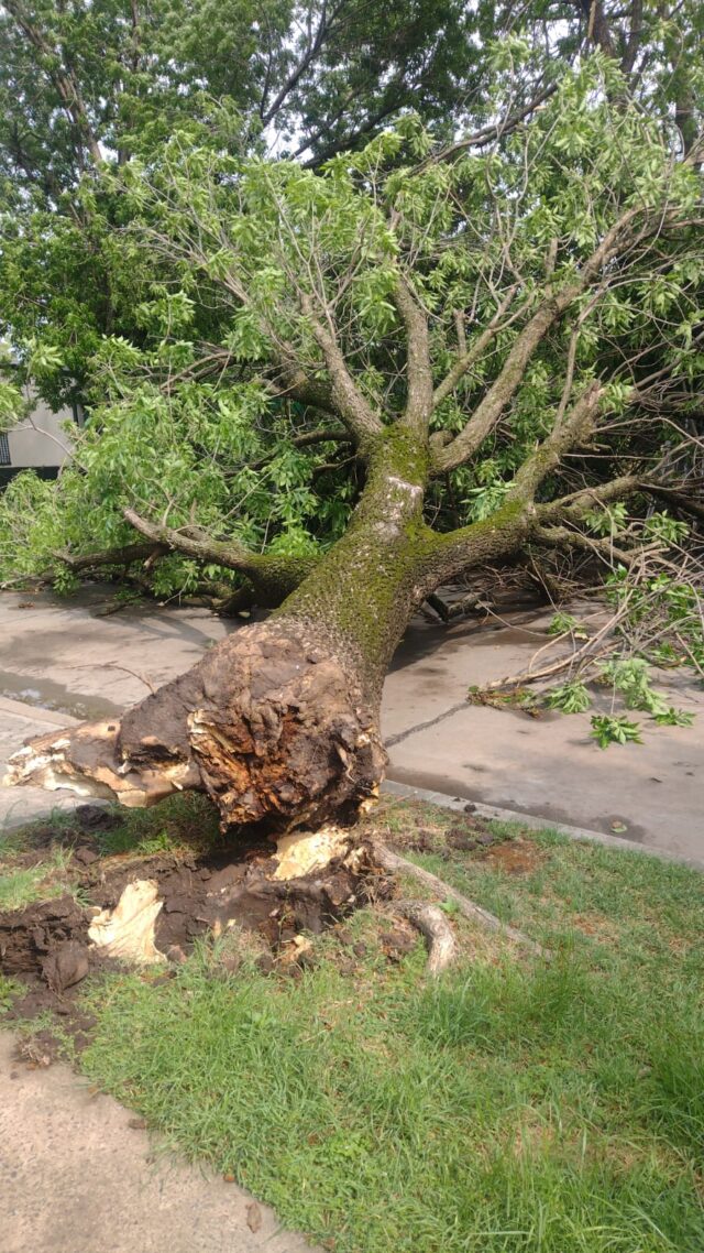 ARBOL CAIDO LLUVIAS 2